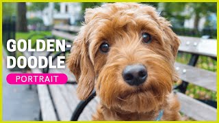 GOLDENDOODLE  Rasseportrait  Charakter Haltung Erziehung [upl. by Dewie]