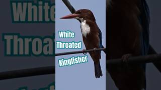 White throated kingfisher thailand birds kingfisher shorts [upl. by Iaras]