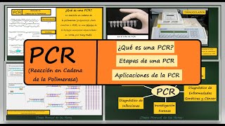 PCR Cómo se Hace Reacción en Cadena de la Polimerasa Amplificación de ADN Biología Bachillerato [upl. by Leynad207]