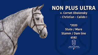 Holsteiner EliteReitpferdeauktion 2024  Nr 116 Non Plus Ultra [upl. by Cartwell]