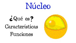 🌐 ¿Qué es el Núcleo 💥 Características y Funciones Fácil y Rápido  BIOLOGÍA [upl. by Beck146]