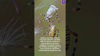 How do spiders catch prey [upl. by Eneroc]