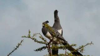 WeißbauchLärmvögel  Whitebellied GoAway Bird [upl. by Cliffes816]