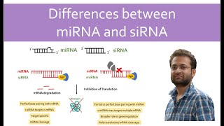 Difference between miRNA and siRNA miRNA vs siRNA [upl. by Atteloc]