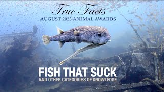 True Facts Fish That Suck [upl. by Andromada74]