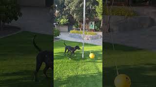 Labrador Great Dane Mix Plays Tetherball in Backyard  1517268 [upl. by Vergil]