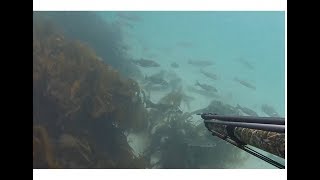 Spearfishing Bass and Pollock Pembrokeshire UK July 2017 [upl. by Evie]