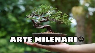 Como Se CULTIVAN los BONSAI Japoneses 🌳 🇯🇵 [upl. by Darsie]