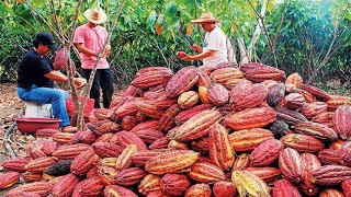 Cocoa Fruit Harvesting  Cocoa bean Processing  Cocoa Processing To Make Chocolate in Factory [upl. by Mcmaster26]