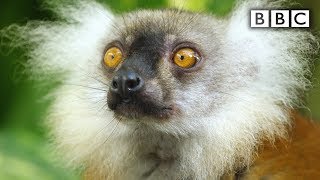 Lemurs get high  Spy in the Wild  BBC [upl. by Rehpotsirc235]