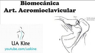 Biomecanica Articulacion Acromioclavicular [upl. by Omarr]