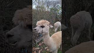 Alpacas de Gredos Women and Children  Hembras and Cria Close Up shorts alpaca farmanimals [upl. by Sondra]