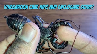 Vinegaroon Care Info And Enclosure Setup [upl. by Netsyrk]