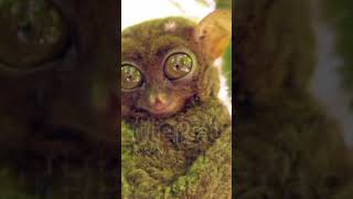 Tarsier Philippine tarsier Horsfields tarsier Tarsius [upl. by Aciret]