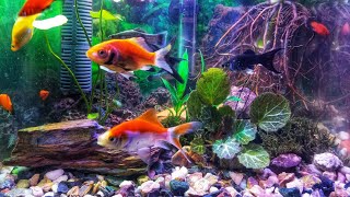 Platy Fish  Shipping King Fish  Molly Fish  Guppy Fish  Fish Hobby  Molly Fish Babys [upl. by Nairadal]