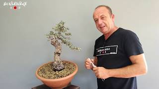 Encina bonsai Quercus Ilex Primera formación por Nacho Salar [upl. by Uamak]