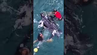 Leatherback released from shark net by rescuers wildlivemedia conserve seaturtle animalrescue [upl. by Aklim]