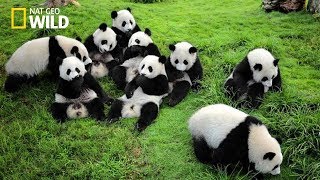 Life of Rare Panda – National Geographic And Wildlife Animal Documentary [upl. by Solenne]