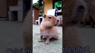 Capybaraaaa [upl. by Garrik]