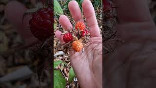 Japanese wineberries in Scotland [upl. by Rihsab]