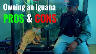 Pros amp Cons of Owning an Iguana Rocket The Iguana [upl. by Ancalin]