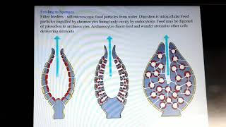 Filter feeding  What is filtering feeding  फिल्टरफीडिंग क्या होती है [upl. by Eniledgam487]