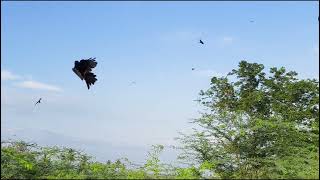 Winged Termites Eating Birds [upl. by Hoover]