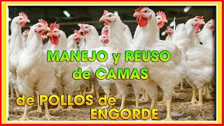 CÓMO MANEJAR Y REUSAR la CAMA para POLLOS DE ENGORDE ǀ Ing Jannin Hernández Blandón [upl. by Etnovaj]