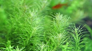 25癒し動画 scene2～眠くなるようなゆったりした水槽の世界へ～ Aquarium Relaxation Video [upl. by Edmee]