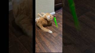 Scottish Fold 😺 Playing [upl. by Nannah]