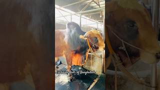 Huge Heavyweight Mena Shing Bull Heavy Showering Moment  Cow Care  farming animals farmers [upl. by Cathey606]