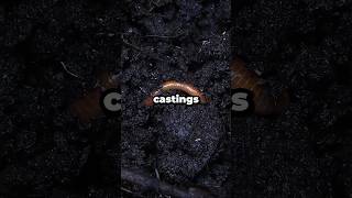 How Are Earthworm Castings Made shorts [upl. by Mandi70]