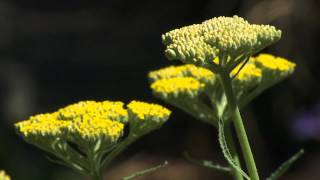 Phenology  Bagworms and Spidermites [upl. by Wenz]