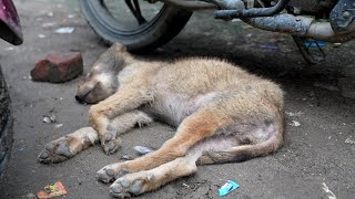 Rising Dog Bites and Rabies Cases in Itanagar A Growing Concern in Itanagar [upl. by Ellinnet]