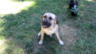 Police Dept Boerboel Performing Commands [upl. by Sidnala892]