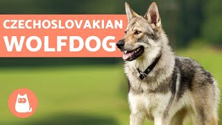 The Czechoslovakian Wolfdog  Everything You Need to Know [upl. by Sherer]