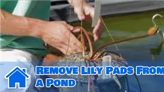 Care of Lilies  How to Remove Lily Pads From a Pond [upl. by Atekram]