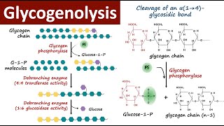 Glycogenolysis  Glycogen Breakdown  Glycogen Metabolism  Carbohydrate Metabolism  Biochemistry [upl. by Toddy]