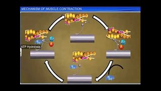 CBSE Class 11 Biology  Mechanism of Muscle Contraction [upl. by Idnar100]