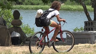 How to make a dog back pack 4k [upl. by Ridglea663]