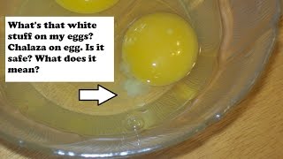 Whats that white stuff on my egg White chalazae on egg [upl. by Hatti]