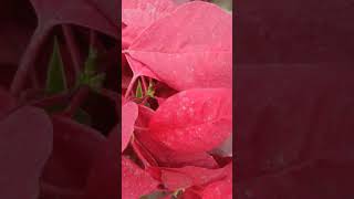 Plant having red leaf bollywood music hindisong trending love nature enjoythenature [upl. by Chlori]