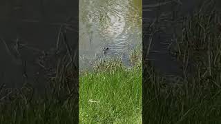 Alligator fishing seafood livecrab livebaitfishing alligator [upl. by Romelda302]