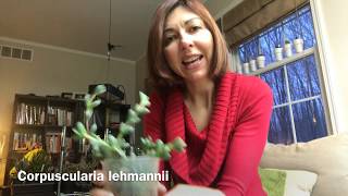 Corpuscularia Lehmannii quick tip [upl. by Colson]