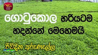 Rividina Arunella  ගොටුකොල හරියටම හදන්නේ මෙහෙමයි  රිවිදින අරුණැල්ල [upl. by Einohtna]