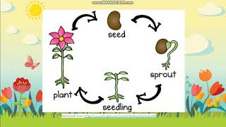 326 Life Cycle of Plants [upl. by Ahsetra]