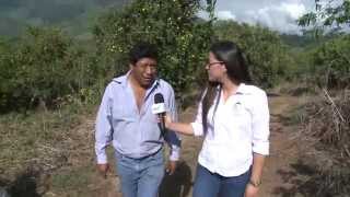 AgroTV  45 Historia de éxito de un productor naranja en Mazamari [upl. by Werna]