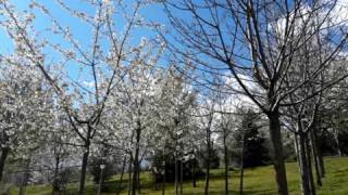 Karl Goldmark18301915 Im FrühlingIn the Spring Overture Op361889 [upl. by Suoicerp]