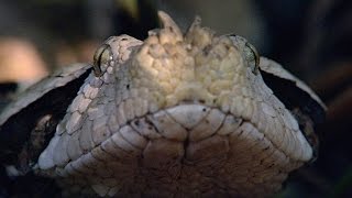 Incredible A Gaboon Viper Strikes a Bird in SloMo [upl. by Babette]