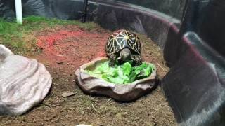 Indian Star Tortoise Dining [upl. by Margret]